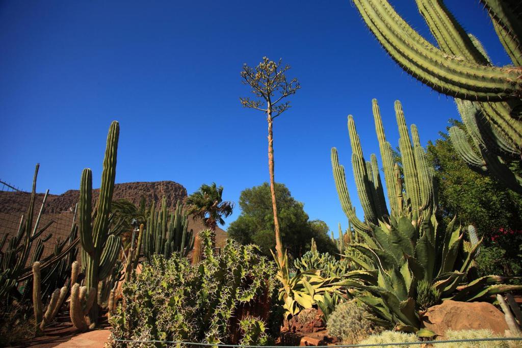 Sunny Bungalow With Garden #1 Maspalomas  Exterior foto